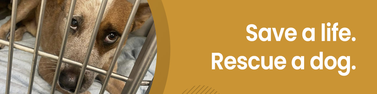 Find a rescue dog at Barrel Horse World